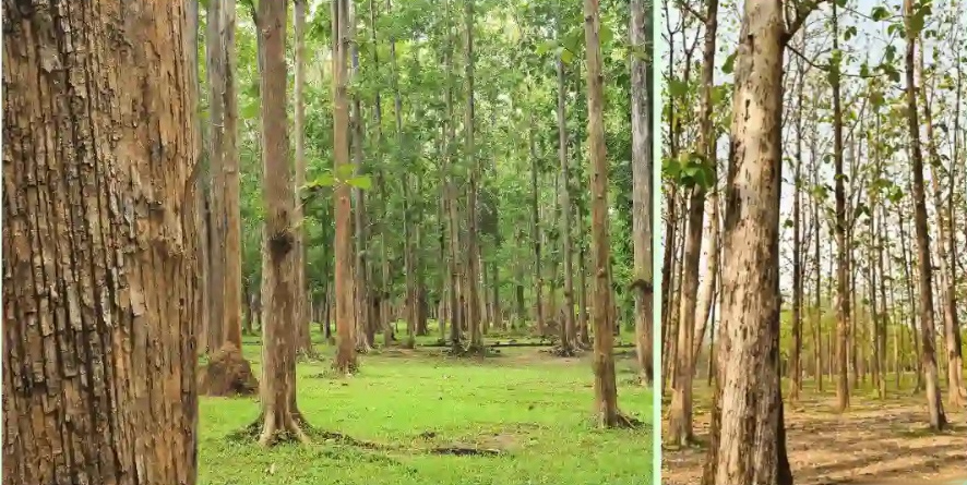 সেগুন গাছের আইডিয়া